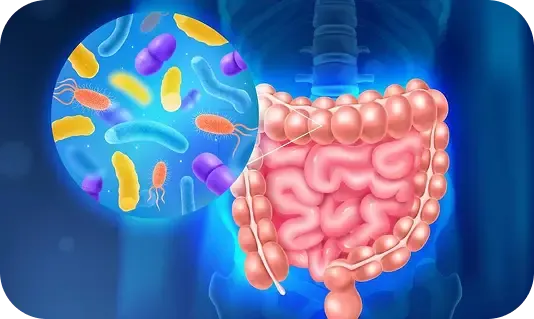 Ilustración del colon y la microbiota intestinal